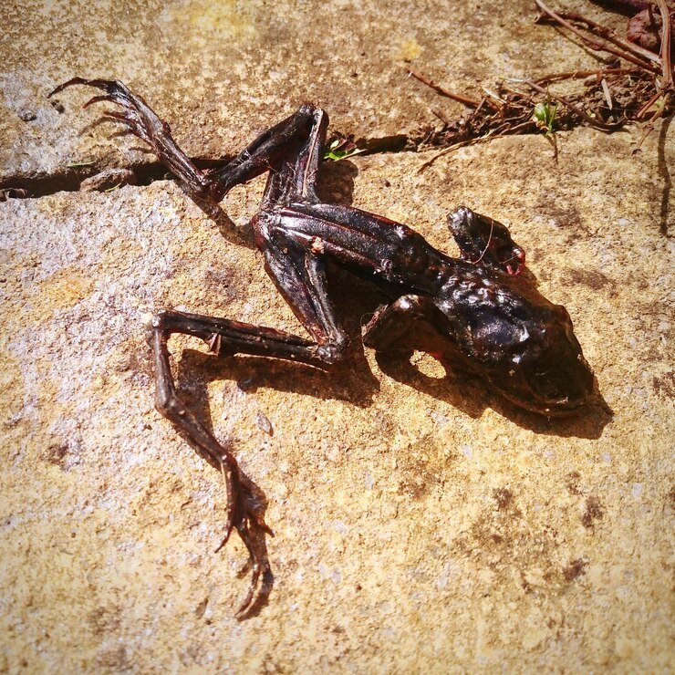 Foto close-up de um lagarto