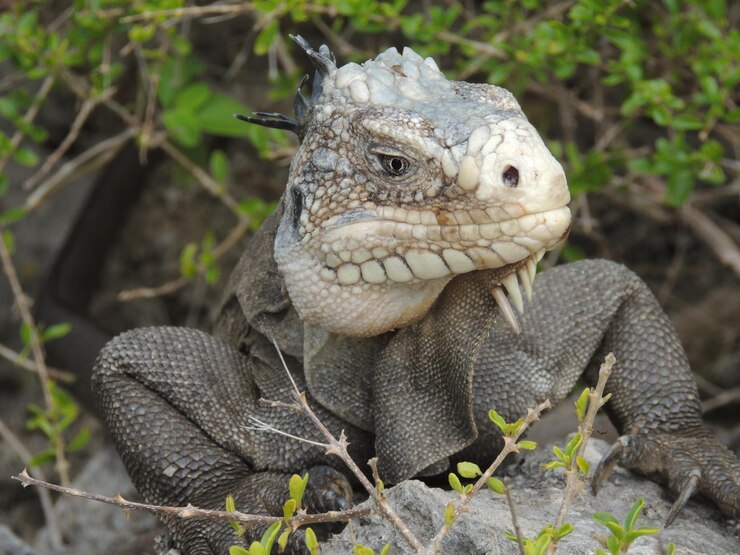 Foto close-up de um lagarto
