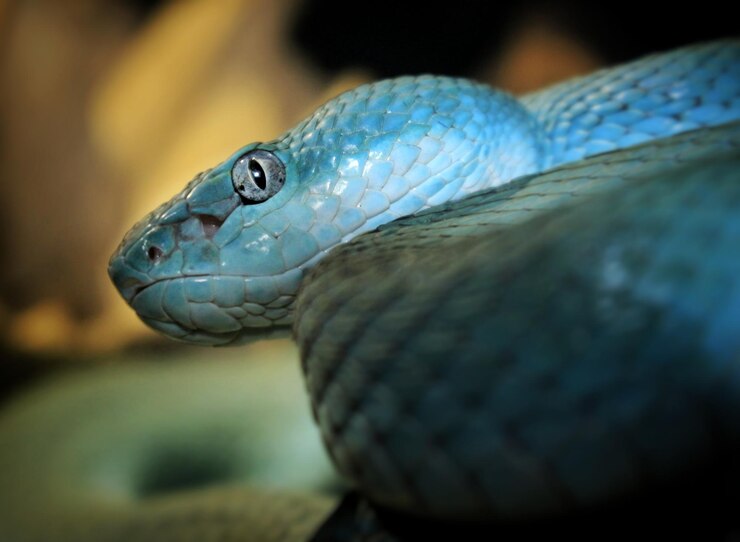 Foto close-up de um lagarto