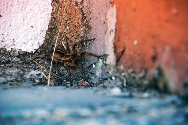 Foto close-up de um lagarto