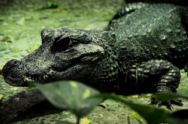 Foto close-up de um lagarto