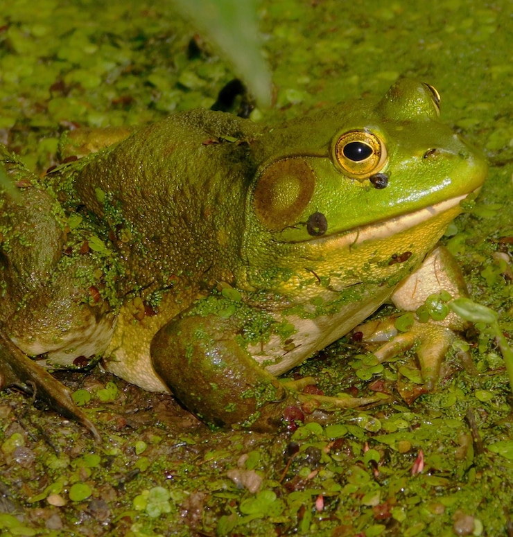 Foto close-up de um lagarto