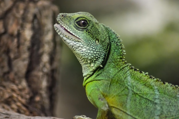 Foto close-up de um lagarto