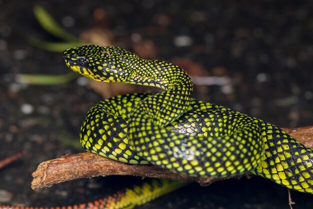 Close-up de um lagarto