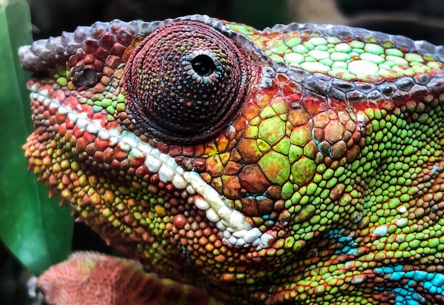 Foto close-up de um lagarto