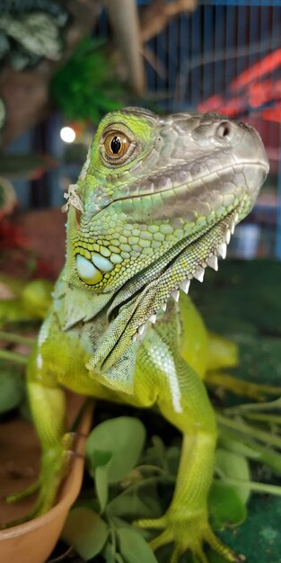 Foto close-up de um lagarto