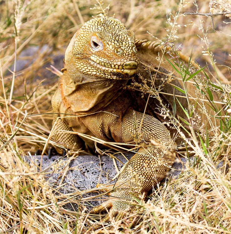 Foto close-up de um lagarto