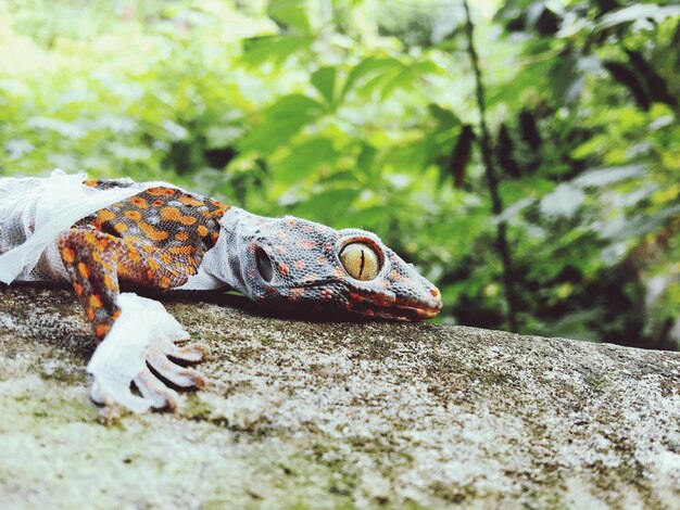 Foto close-up de um lagarto