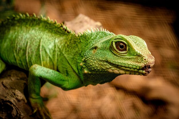 Foto close-up de um lagarto