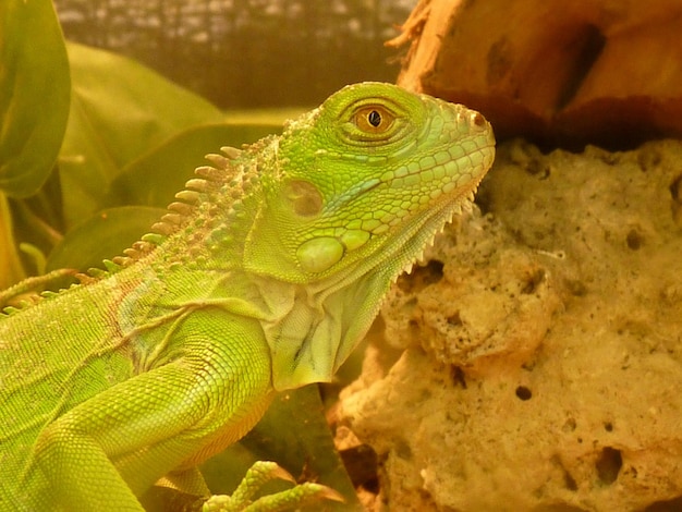 Foto close-up de um lagarto