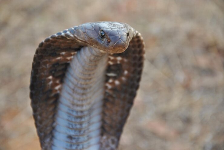 Foto close-up de um lagarto