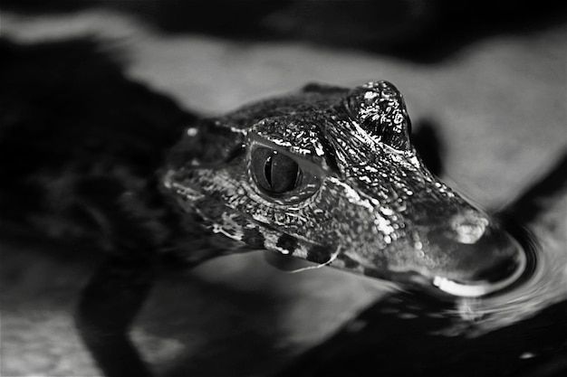 Foto close-up de um lagarto