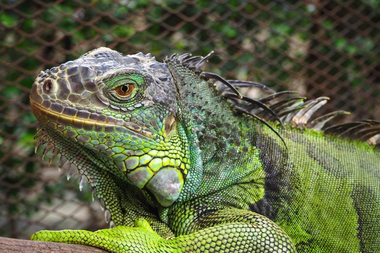 Foto close-up de um lagarto