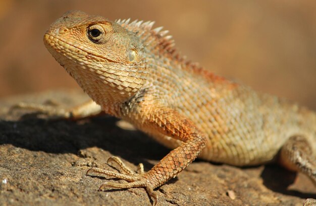 Close-up de um lagarto