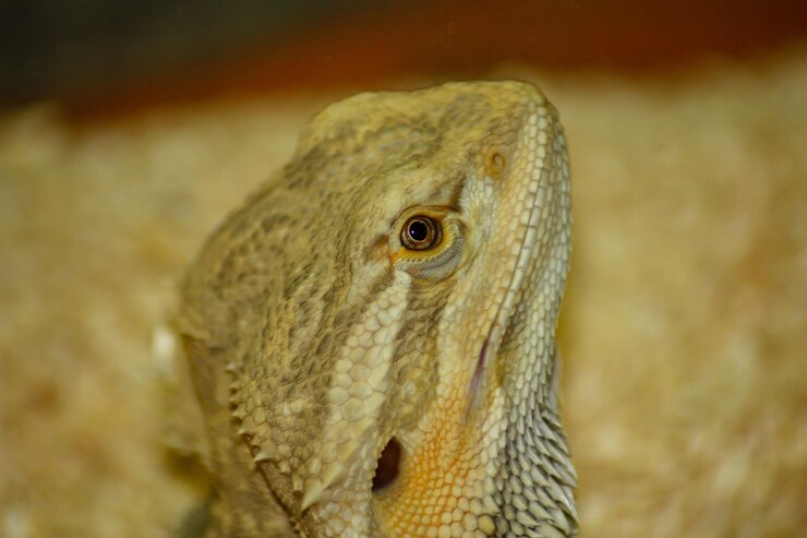 Foto close-up de um lagarto