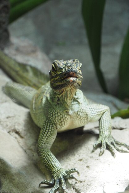 Foto close-up de um lagarto