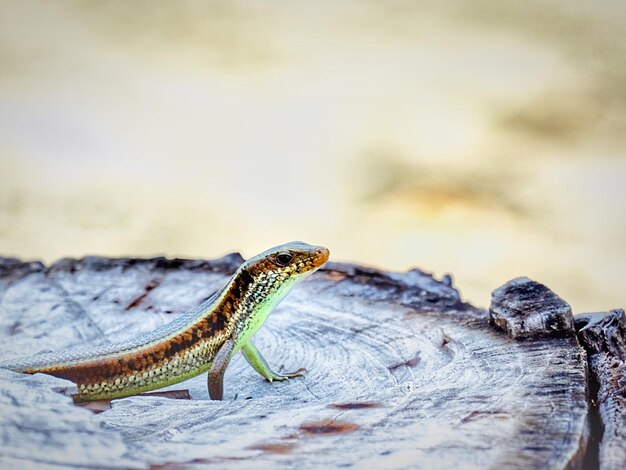 Foto close-up de um lagarto