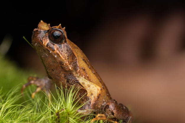 Close-up de um lagarto