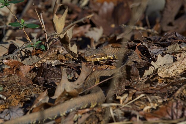 Foto close-up de um lagarto