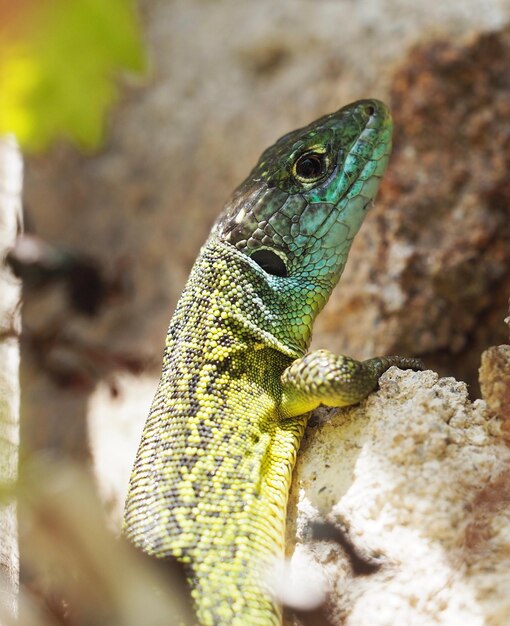 Foto close-up de um lagarto