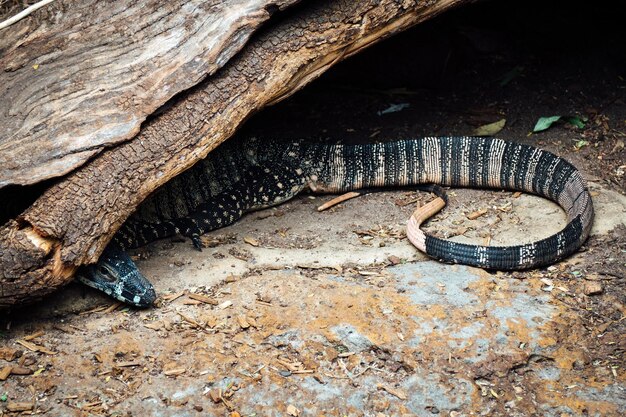 Foto close-up de um lagarto