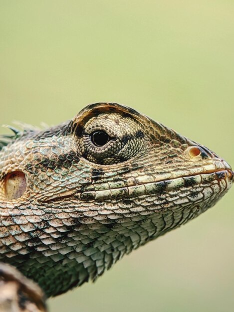 Foto close-up de um lagarto