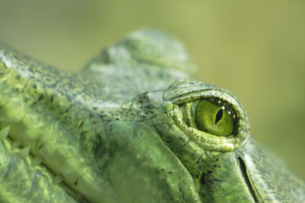 Foto close-up de um lagarto