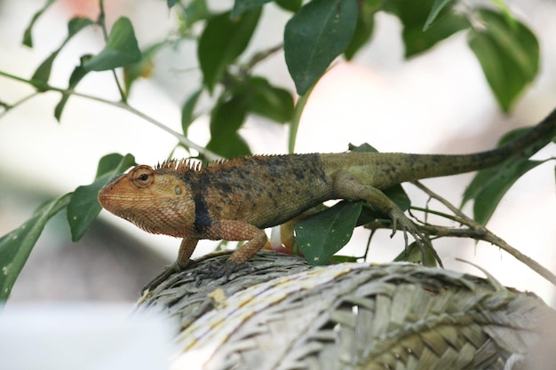 Foto close-up de um lagarto