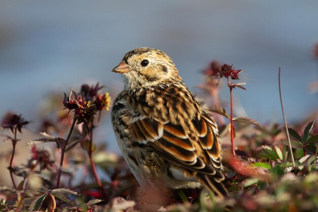 Close-up de um Lapland Longspur, na tundra ártica com plantas ao fundo