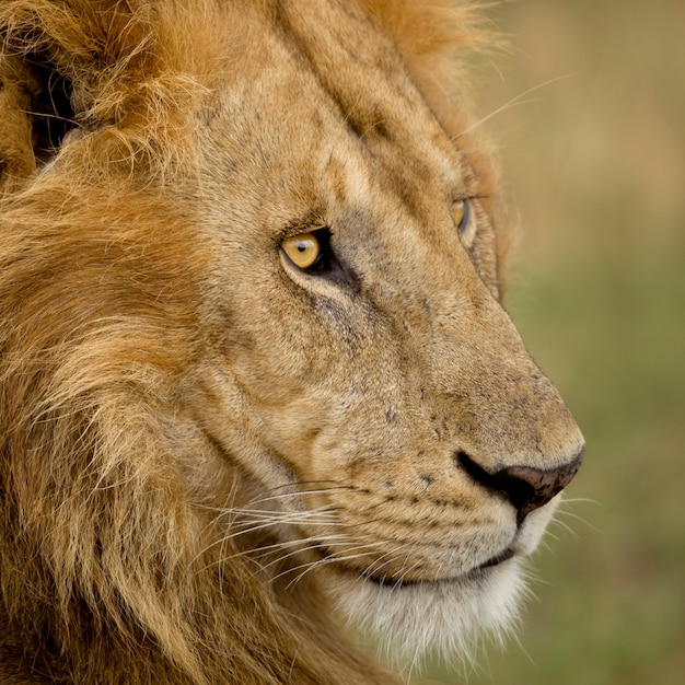 Close-up de um leão no Serengeti, Tanzânia, África