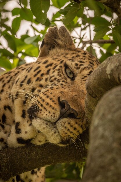 Foto close-up de um leopardo adormecido deitado em galhos