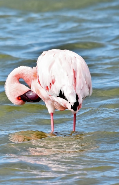close-up de um Lesser Flamingo na lagoa