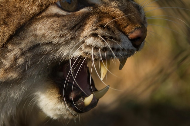 Foto close-up de um lince zangado