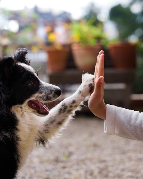 Foto close-up de um lindo cachorrinho border collie preto e branco mais cinco com uma garota