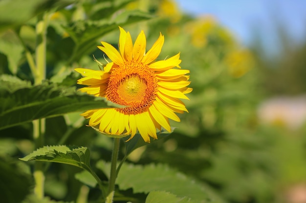 Close up de um lindo fundo de girassol em flor