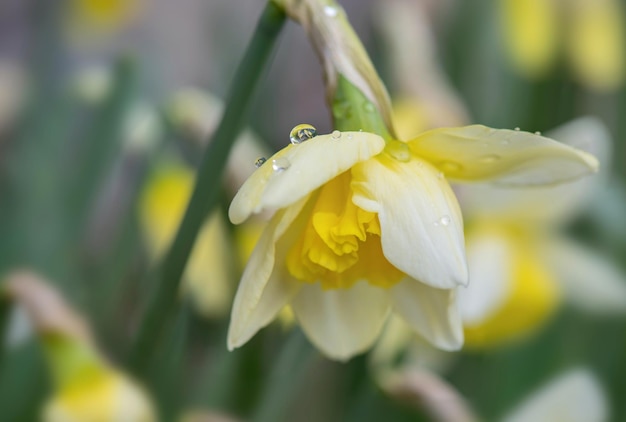 close-up de um lindo narcisso amarelo com gotas de água florescendo em um leito de flores