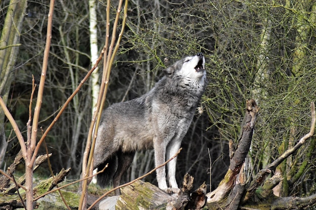 Close-up de um lobo de pé na floresta