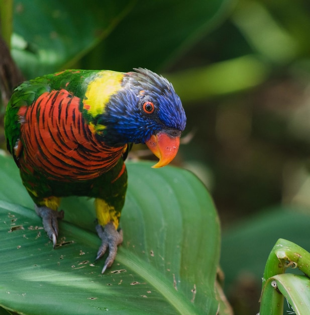 Close-up de um lorikeet arco-íris em cima de uma folha