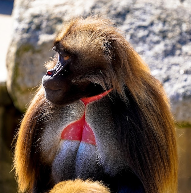Foto close-up de um macaco a comer