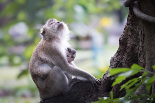 Close-up de um macaco com um bebê no tronco de uma árvore