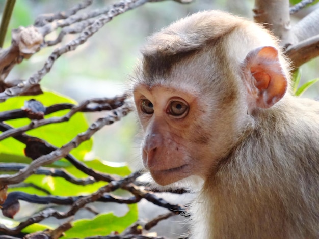 Close-up de um macaco em uma árvore na floresta
