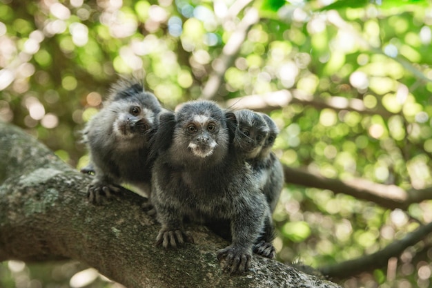 Close-up de um macaco no zoológico