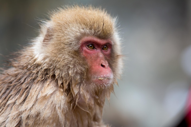 Foto close-up de um macaco olhando para longe durante o inverno