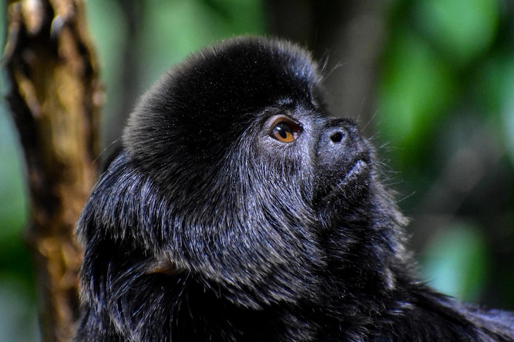 Foto close-up de um macaco olhando para longe