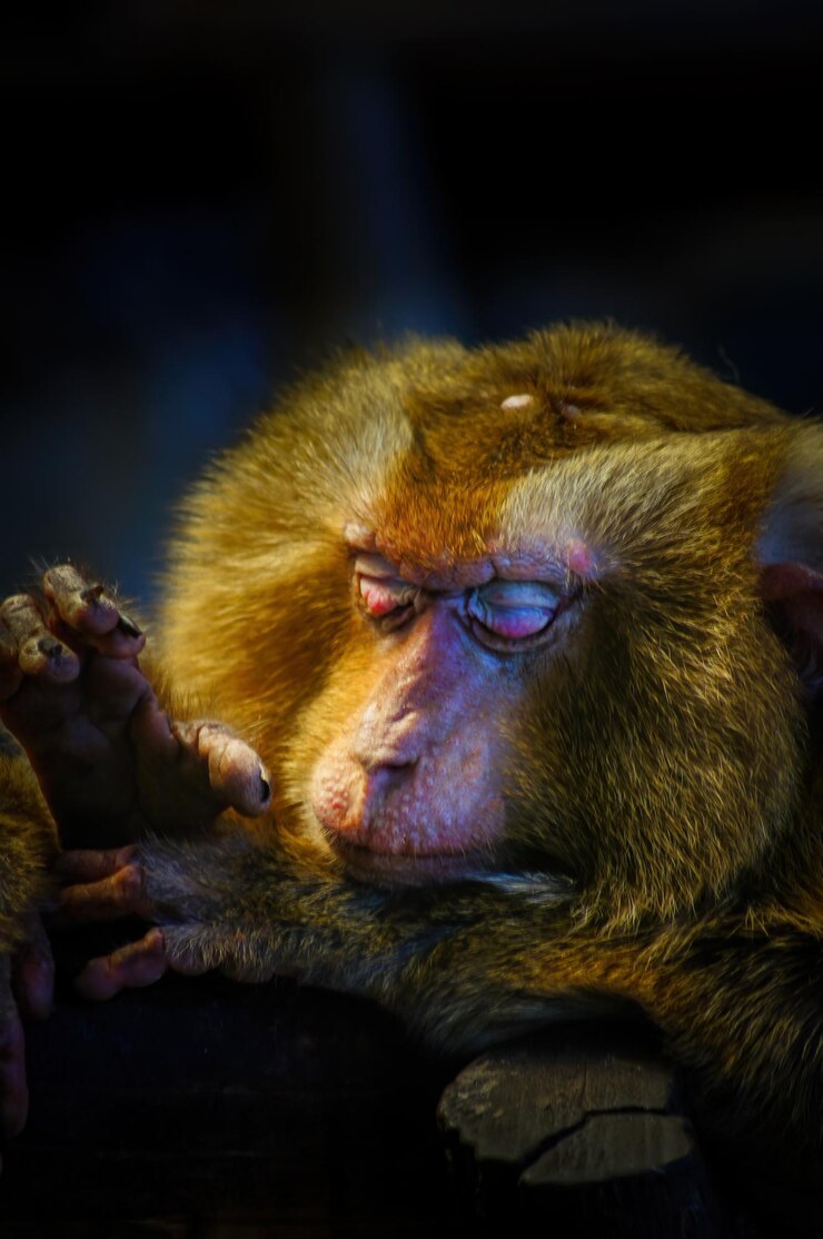 Foto close-up de um macaco olhando para outro lado