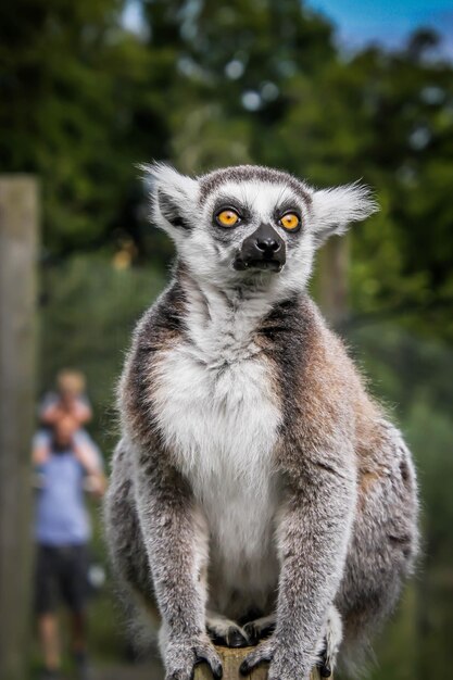 Foto close-up de um macaco olhando para outro lado