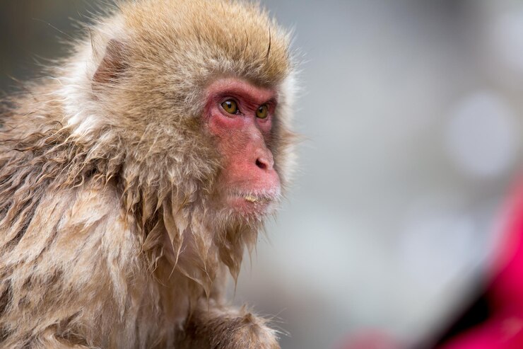 Foto close-up de um macaco olhando para outro lado