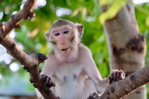 Close-up de um macaco sentado em um galho