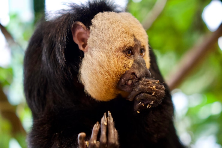 Foto close-up de um macaco