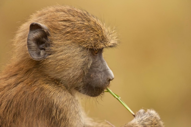 Foto close-up de um macaco